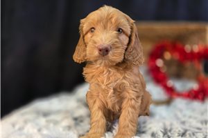 Precious - puppy for sale