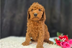 Charisma - Goldendoodle, Mini for sale