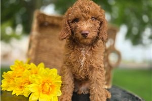 Valor - Goldendoodle, Mini for sale