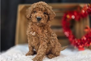 Caleb - Goldendoodle, Mini for sale
