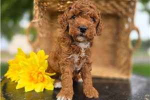 Deeks - Goldendoodle, Mini for sale