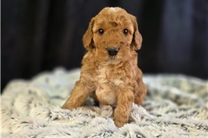 Mayhew - puppy for sale