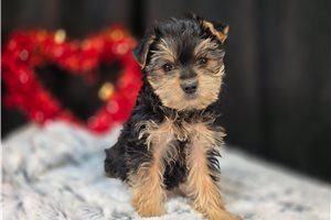 Olivia - Morkie / Yorktese for sale