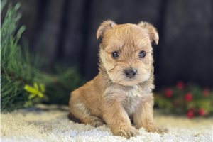 Oswald - puppy for sale