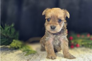 Orion - puppy for sale