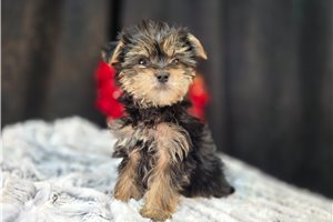 Olson - Morkie / Yorktese for sale