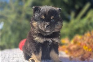 Adeline - puppy for sale