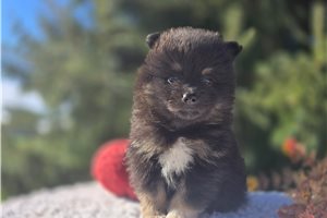Aaron - puppy for sale