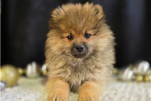 Andrew - puppy for sale