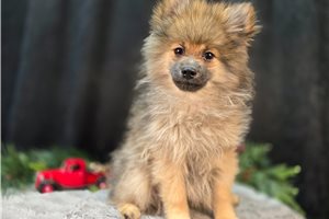 Axel - Pomeranian for sale