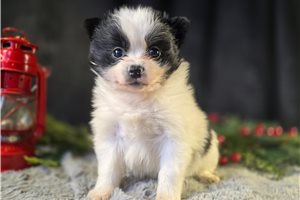 Dream - Pomeranian for sale