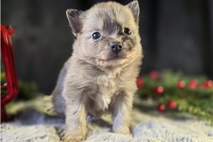 Dory - Pomeranian for sale
