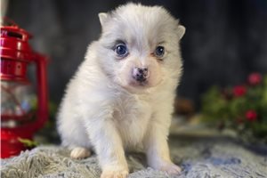 Dusk - Pomeranian for sale