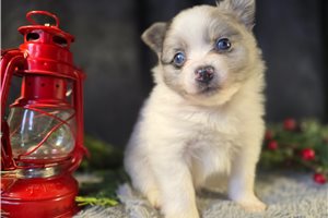 Dwight - Pomeranian for sale