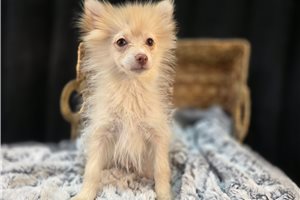 Gino - puppy for sale