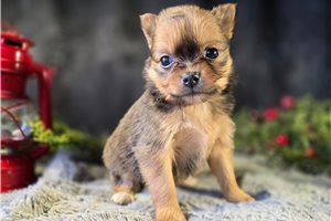 Dulia - Pomeranian for sale