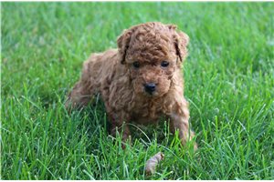 Nalone - Poodle, Miniature for sale