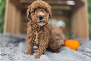 Earnest - puppy for sale