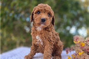 Ladora - Poodle, Miniature for sale