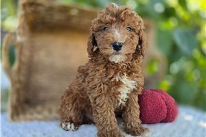 Earnest - Miniature Poodle for sale