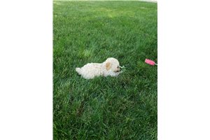 Beauty - Poodle, Miniature for sale