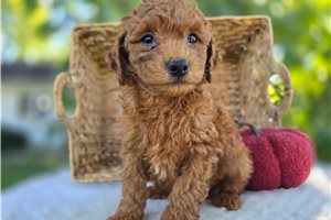 Easton - Miniature Poodle for sale