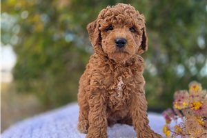 Lancelot - puppy for sale