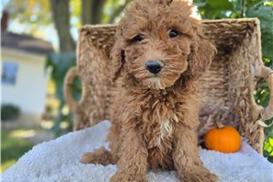Edith - Miniature Poodle for sale