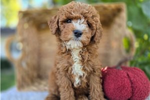 Echo - Miniature Poodle for sale