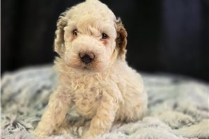 Lorenzo - Poodle, Miniature for sale