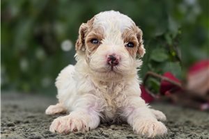 Dream - puppy for sale