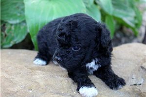 Kiara - Poodle, Miniature for sale