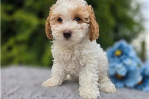 Mabel - Poodle, Miniature for sale
