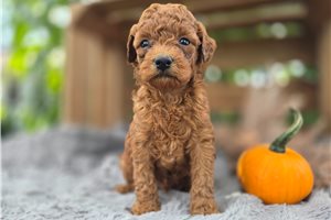 Easton - Miniature Poodle for sale