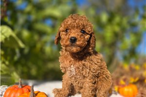 Laika - puppy for sale