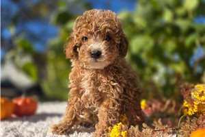 Lady - Poodle, Miniature for sale
