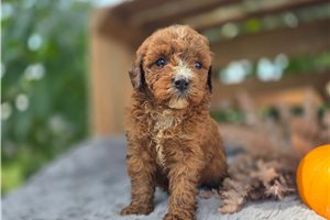 Echo - puppy for sale