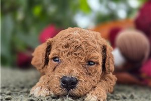 Dottie - puppy for sale