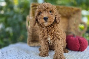 Edith - Miniature Poodle for sale