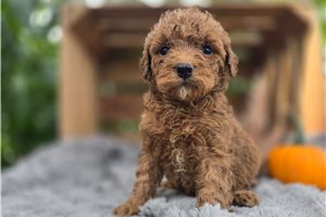 Edith - puppy for sale