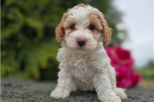 Mabel - Poodle, Miniature for sale