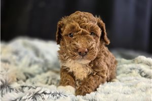 Lexi - Poodle, Miniature for sale