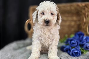 Lorenzo - Poodle, Miniature for sale
