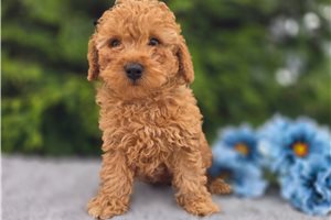 MacGregor - Poodle, Miniature for sale