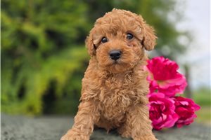 MacGregor - puppy for sale