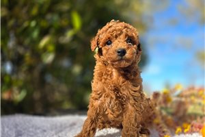 Lane - puppy for sale