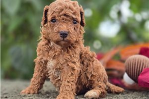 Duncan - Miniature Poodle for sale