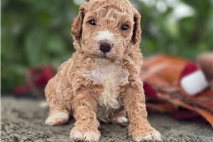 Duchess - puppy for sale