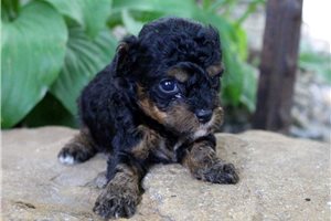 Kora - Poodle, Miniature for sale