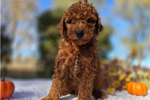 Langston - puppy for sale